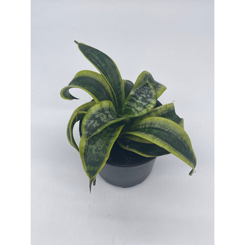 Florida House Plants Sansevieria Twist Trifasciata Rare